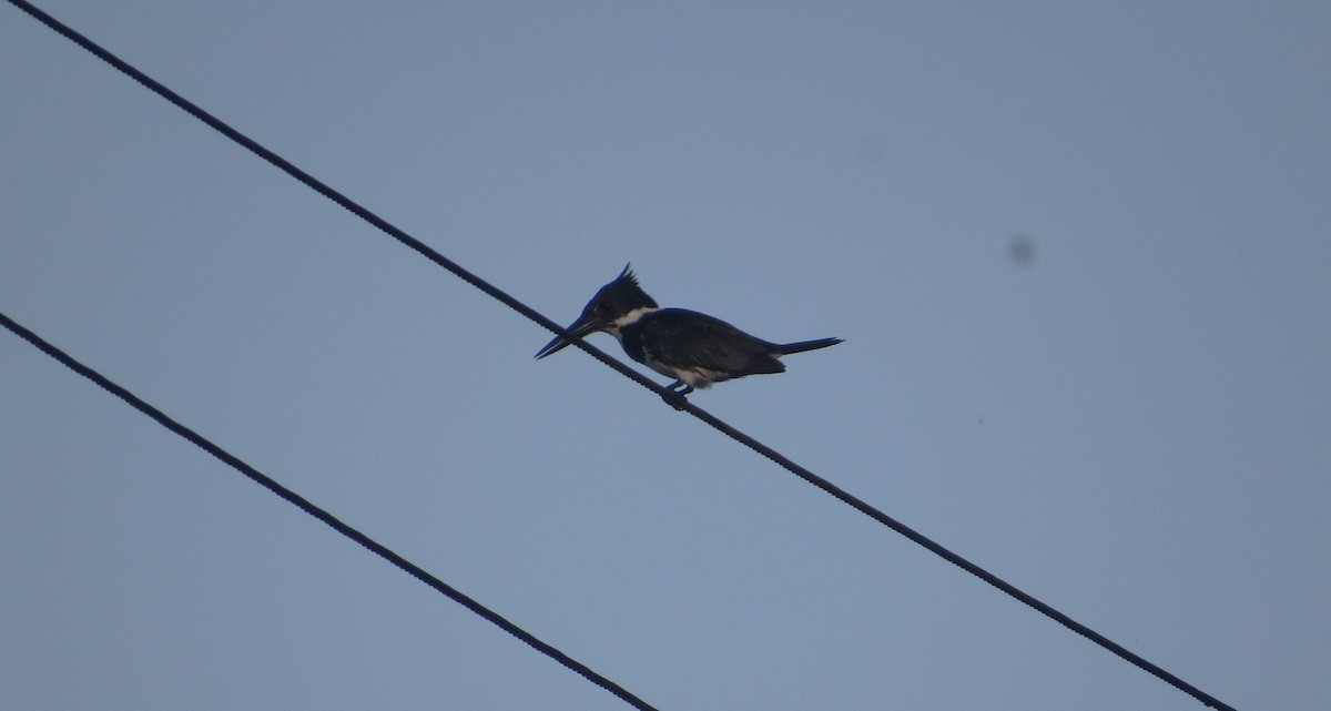 Amazonasfischer - ML646659495