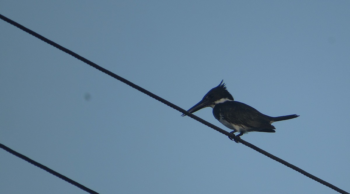 Amazonasfischer - ML646659496