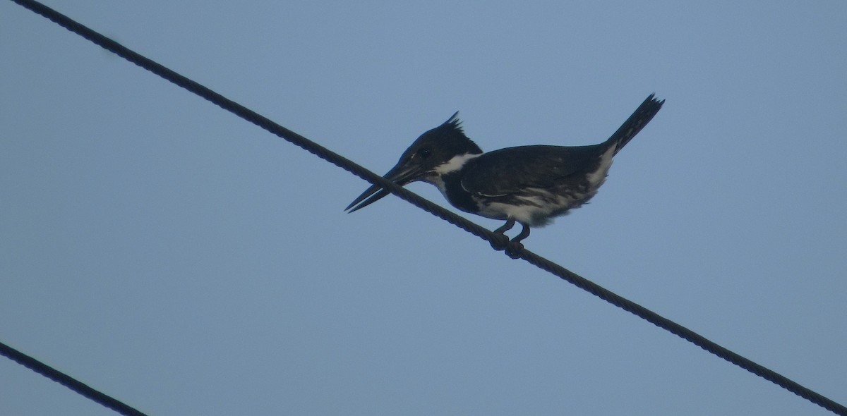 Amazonasfischer - ML646659497