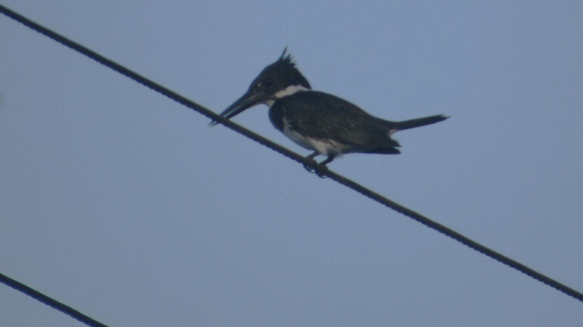 Amazonasfischer - ML646659498