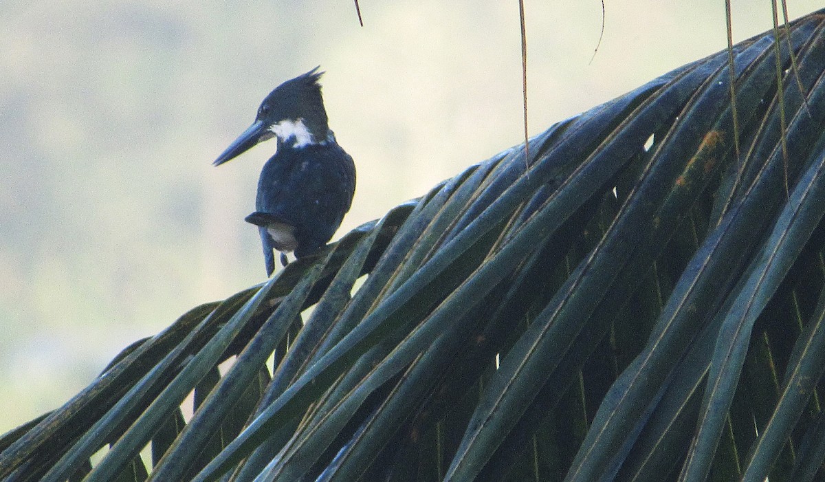 Amazonasfischer - ML646659499