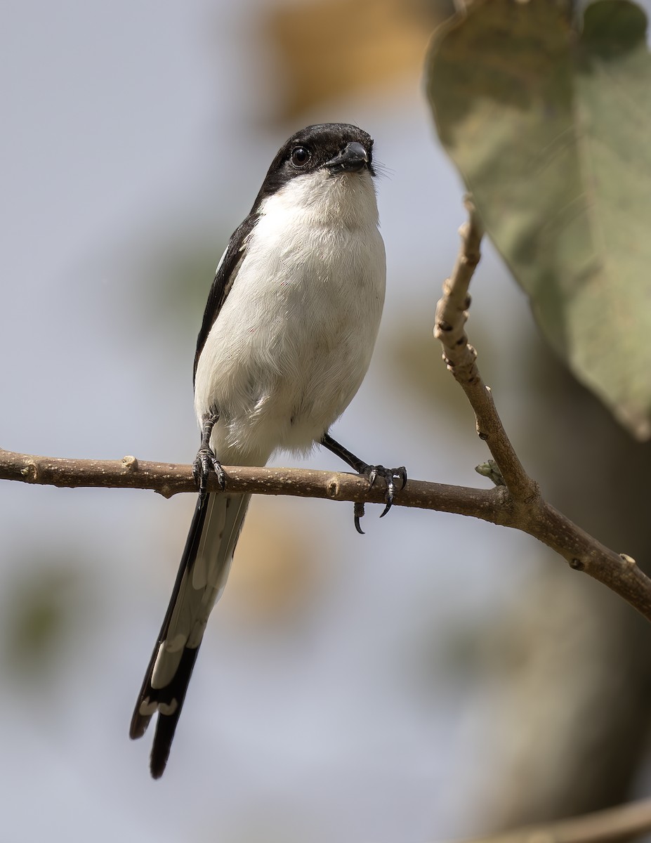 Kuzeyli Fiskal - ML646659502