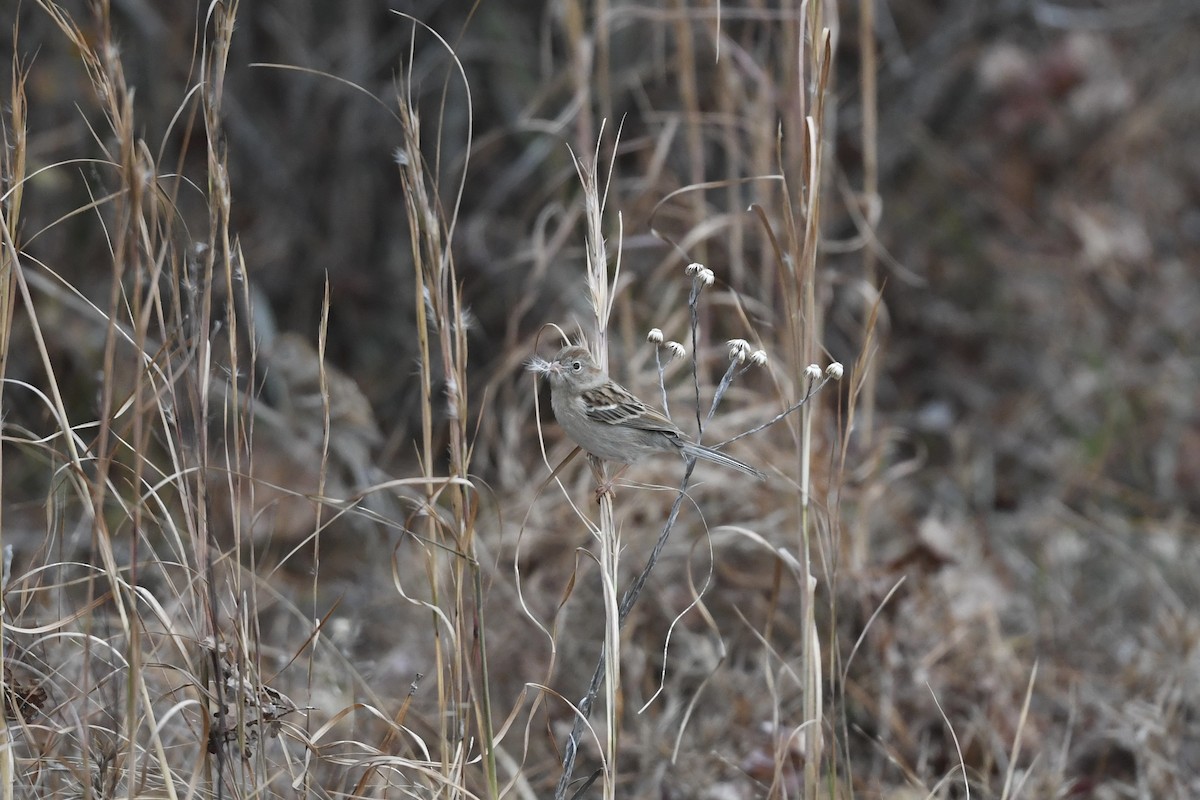 Field Sparrow - ML646659505