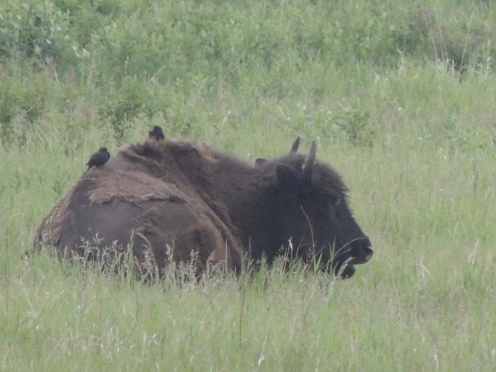 Braunkopf-Kuhstärling - ML646659506