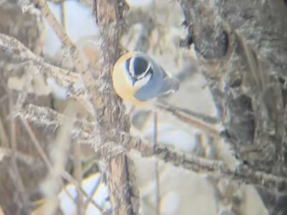 rustspettmeis - ML646659507