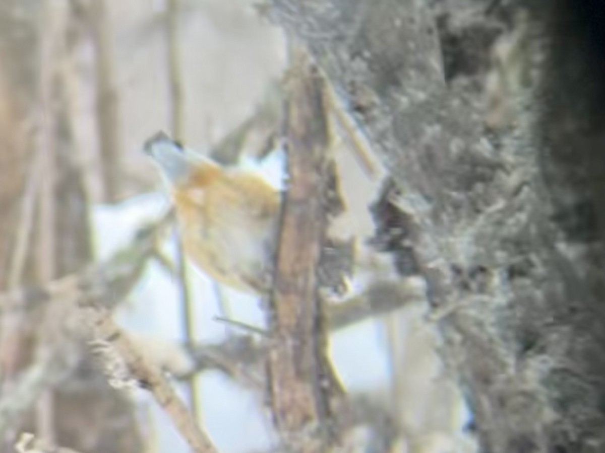 rustspettmeis - ML646659508