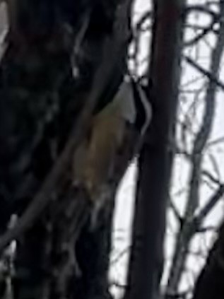 rustspettmeis - ML646659509