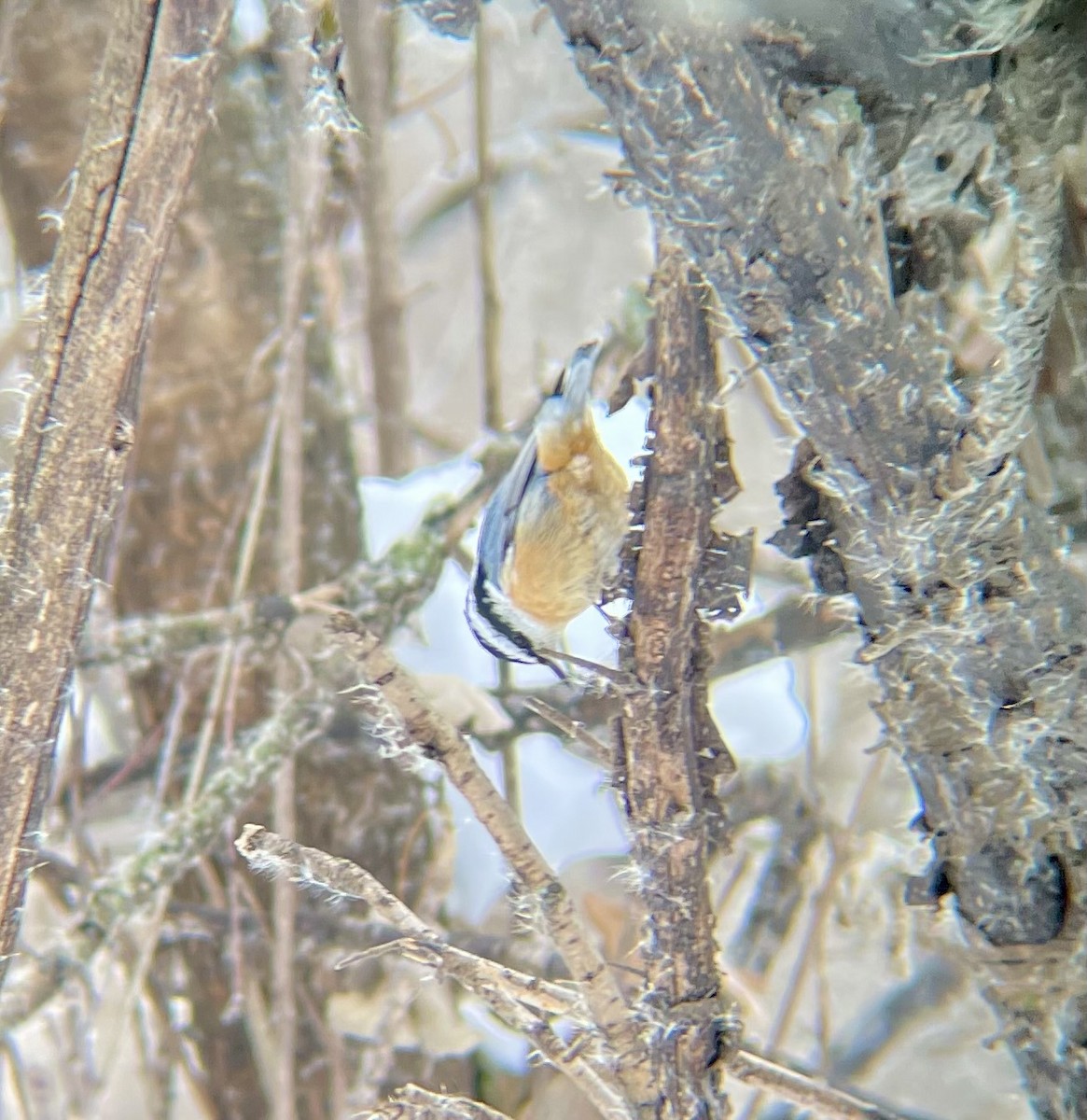 rustspettmeis - ML646659510