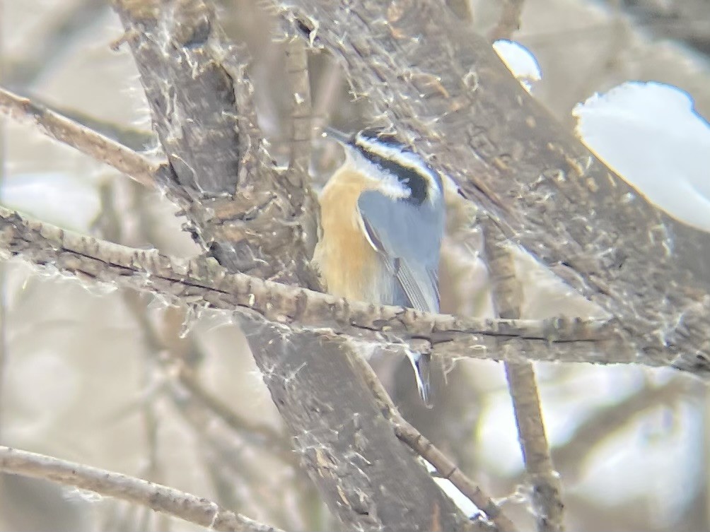 rustspettmeis - ML646659511