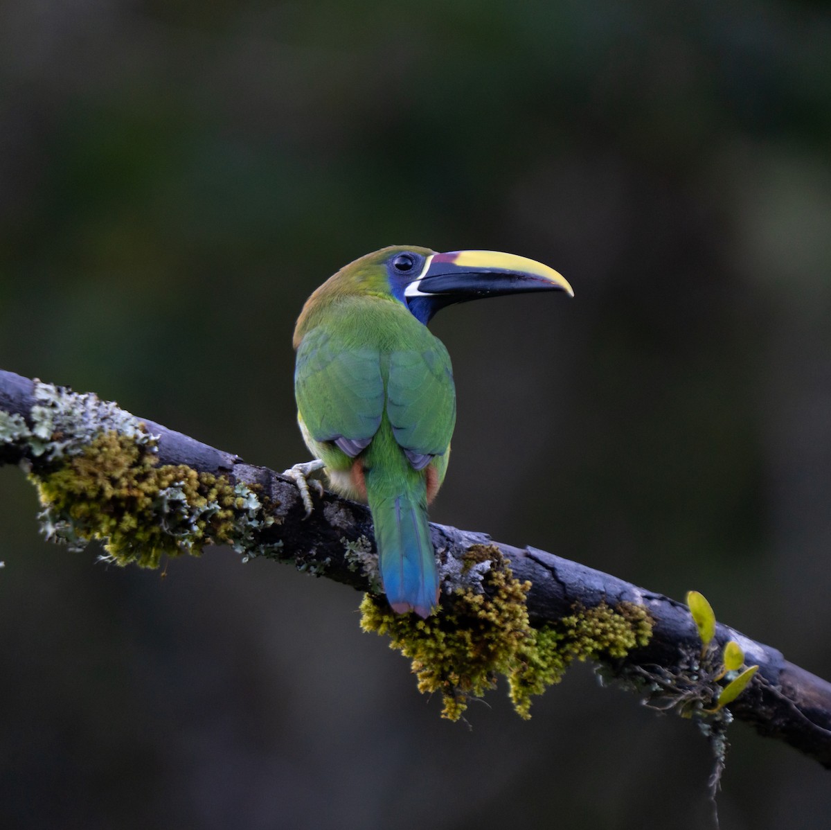 Northern Emerald-Toucanet - ML646659512