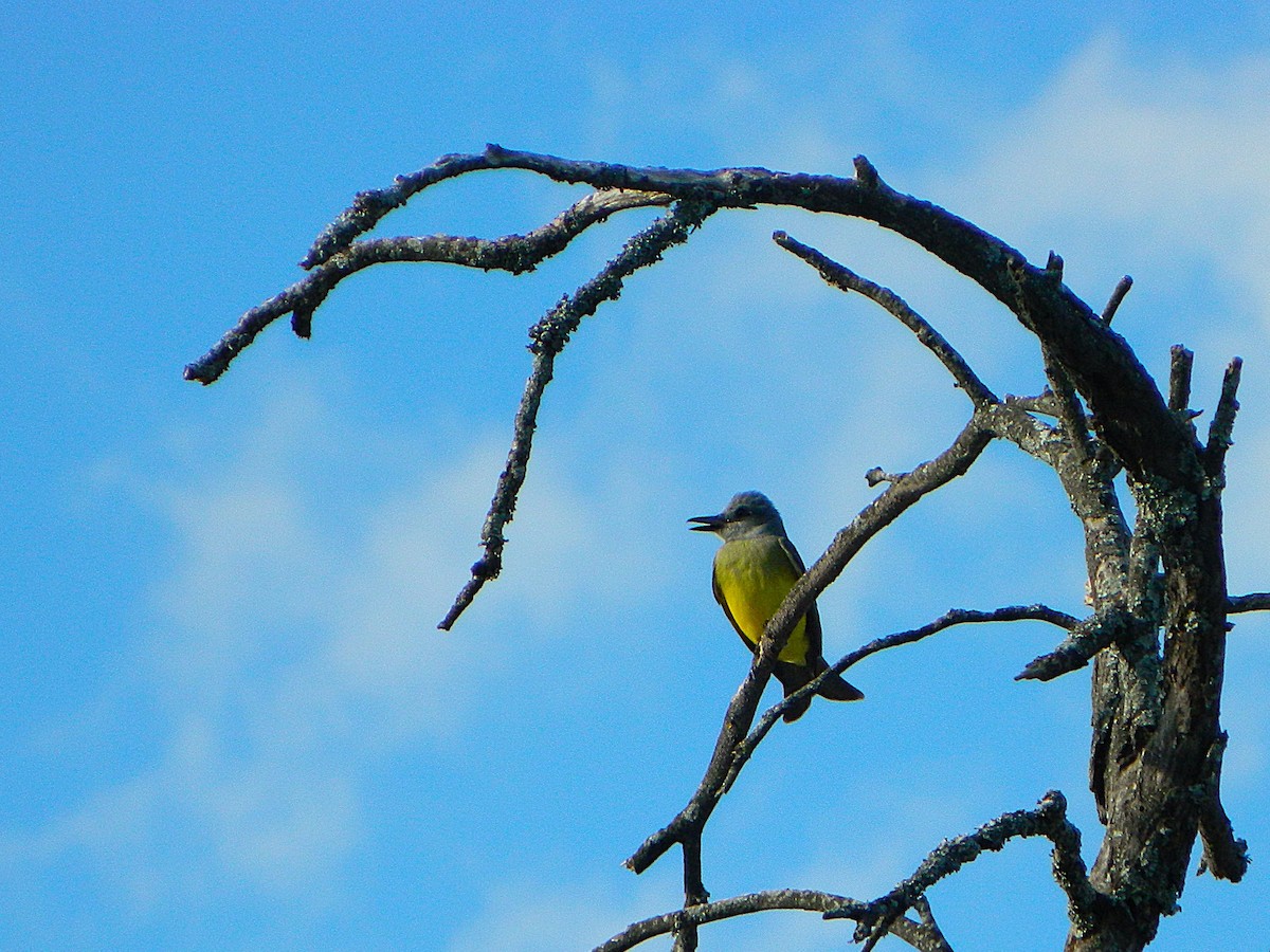 Tropical Kingbird - ML646659516