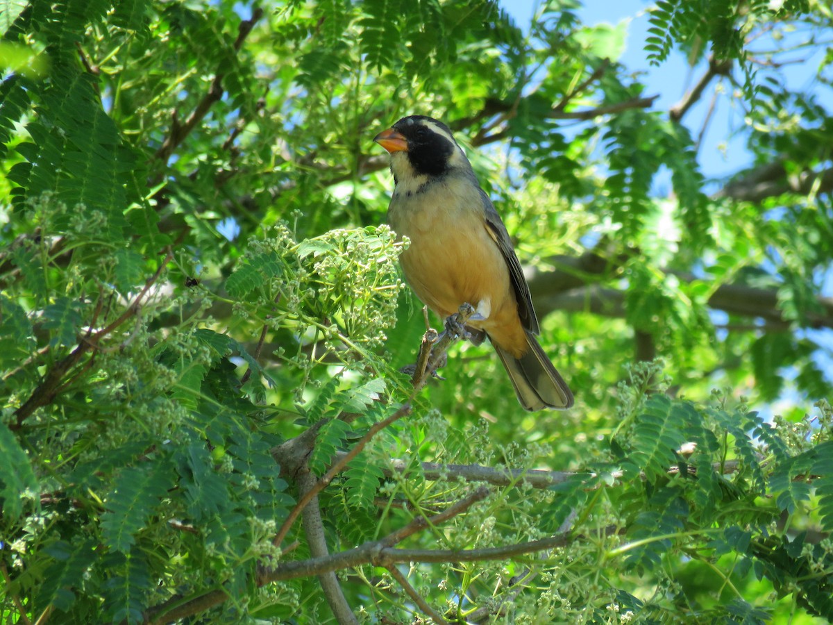 oransjenebbsaltator - ML646659520