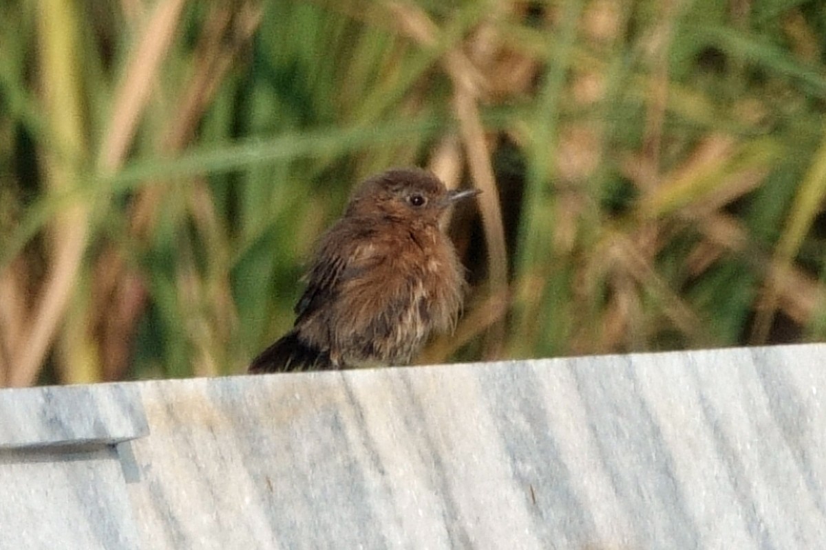 passerine sp. - ML646659522