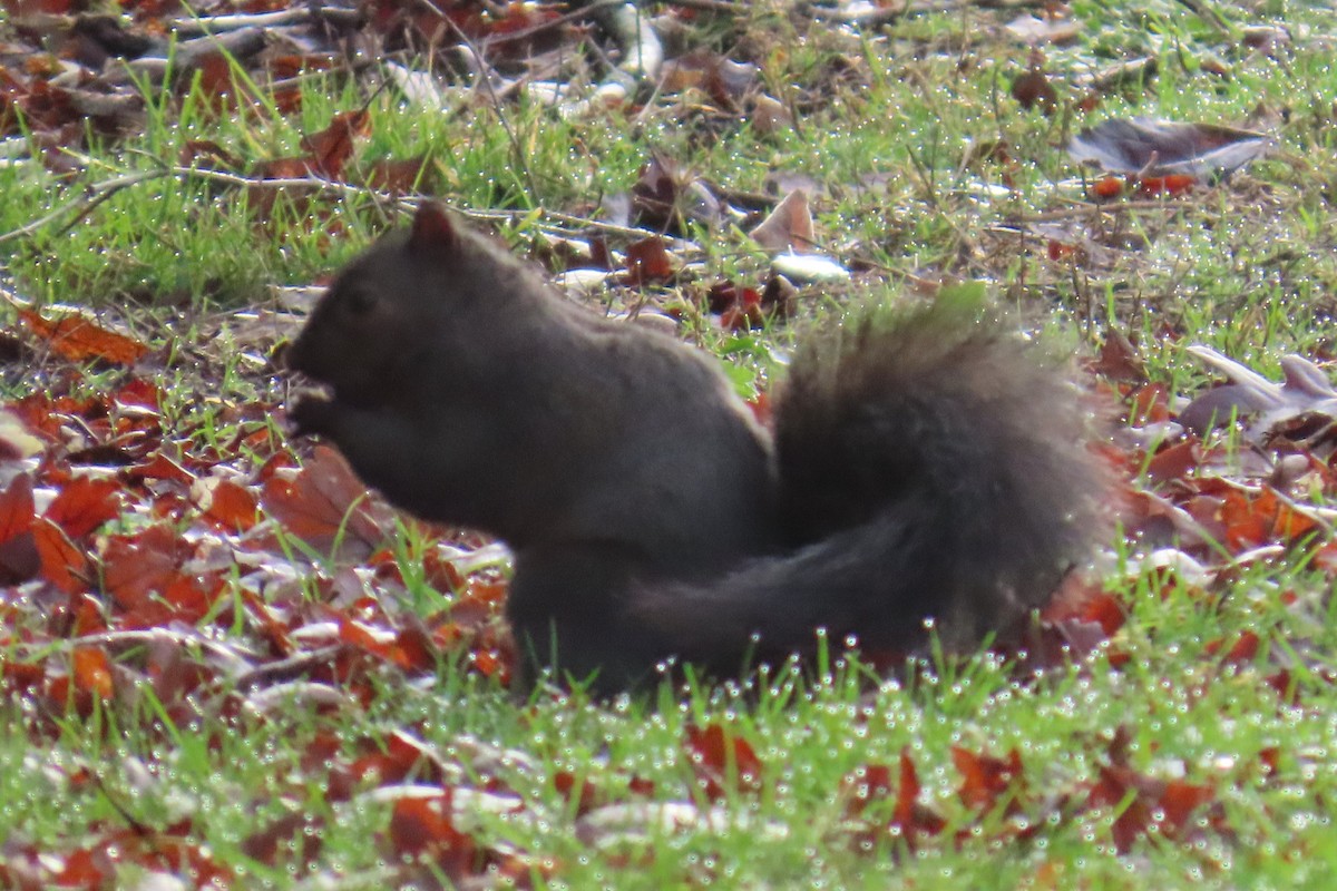 トウブハイイロリス - ML646659524