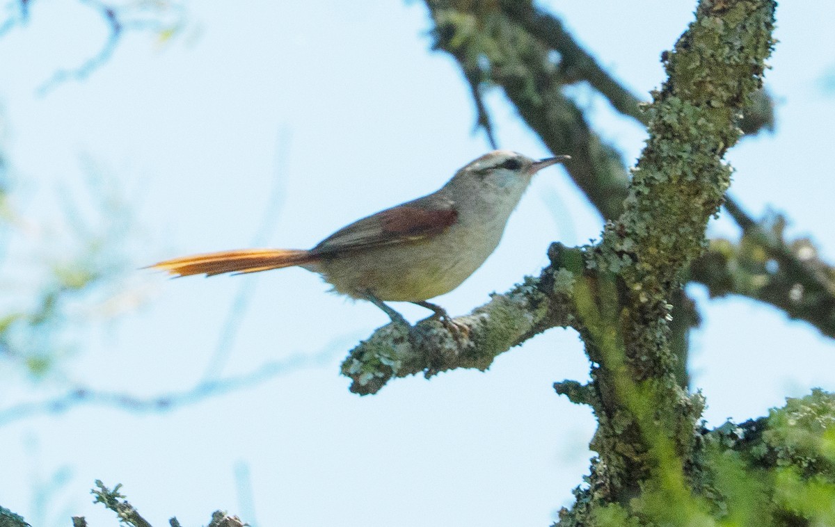 Stripe-crowned Spinetail - ML646659525