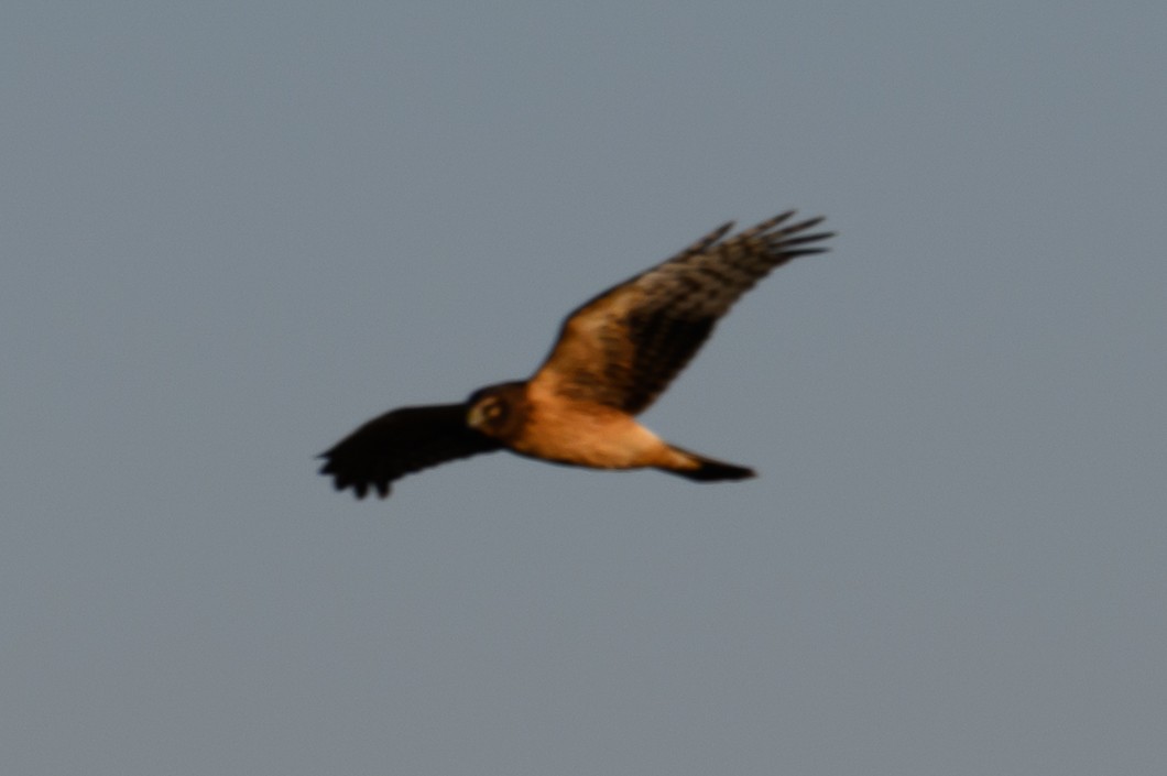 Northern Harrier - ML646659531
