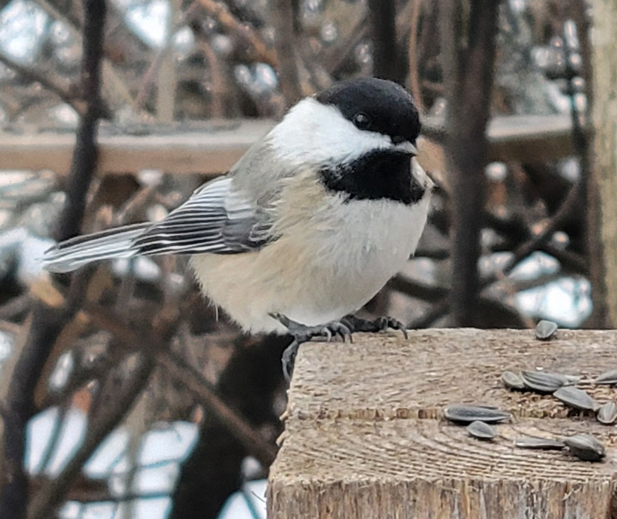 Black-capped Chickadee - ML646659533