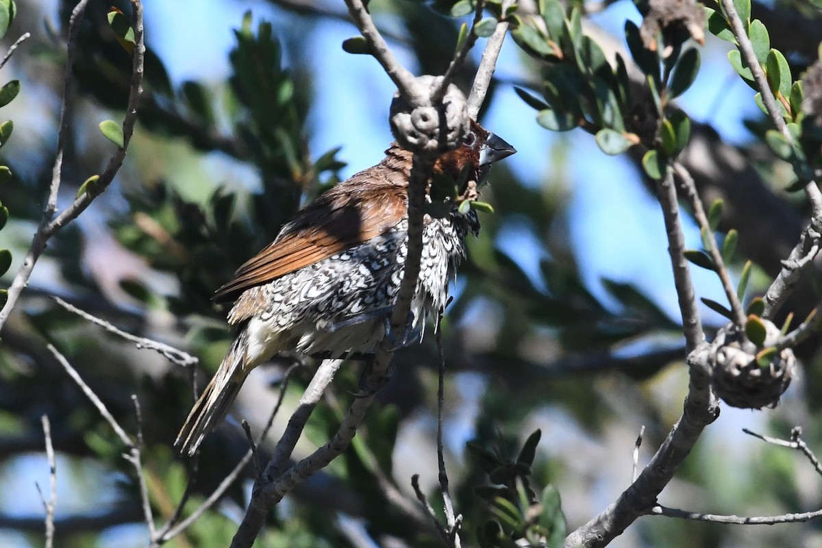 Чешуйчатая муния - ML646659536