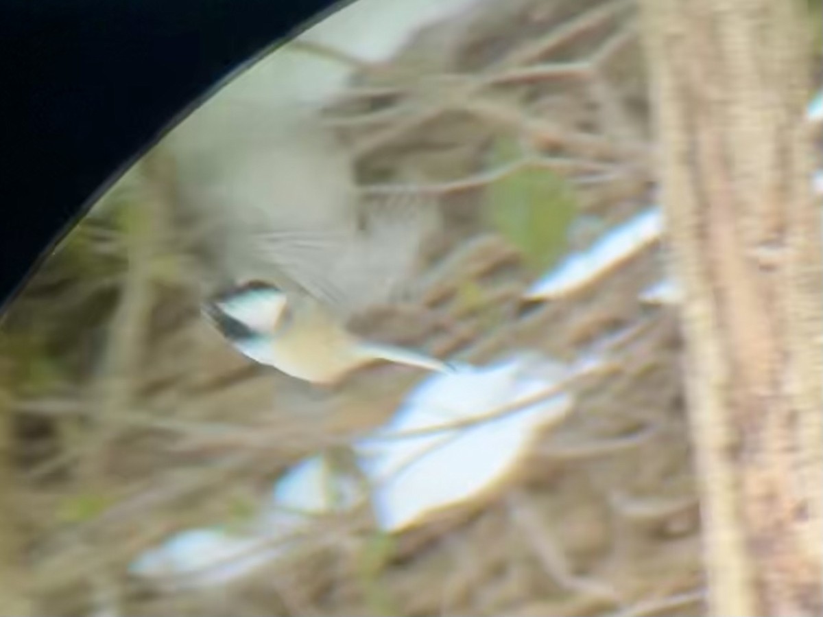 amerikameis - ML646659538