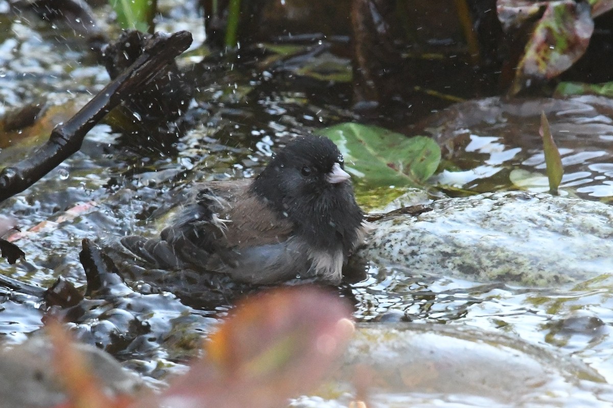 Серый юнко (Орегонский) - ML646659539
