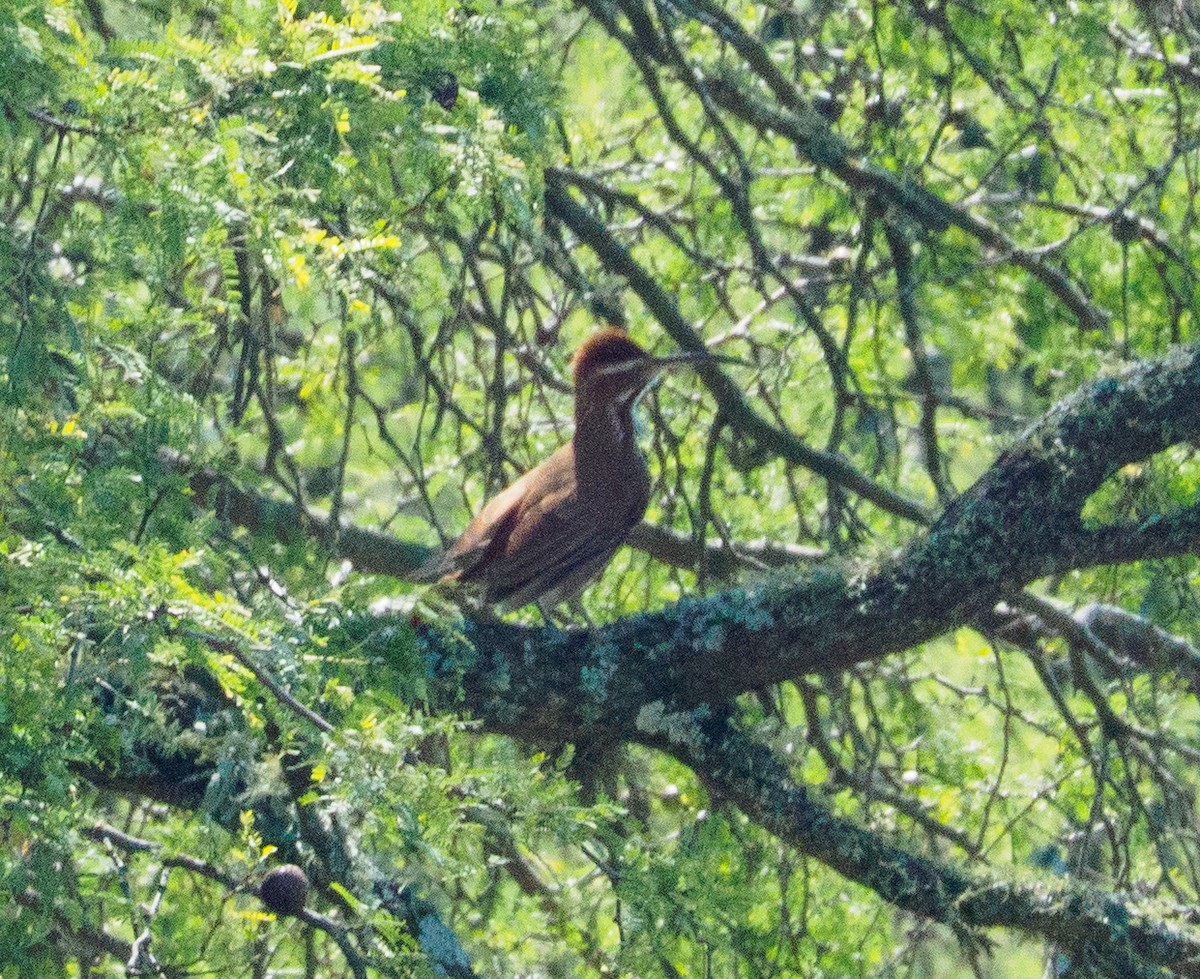 Scimitar-billed Woodcreeper - ML646659540