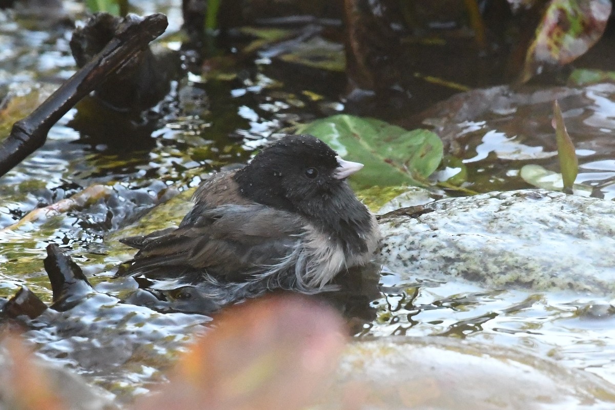 Серый юнко (Орегонский) - ML646659541