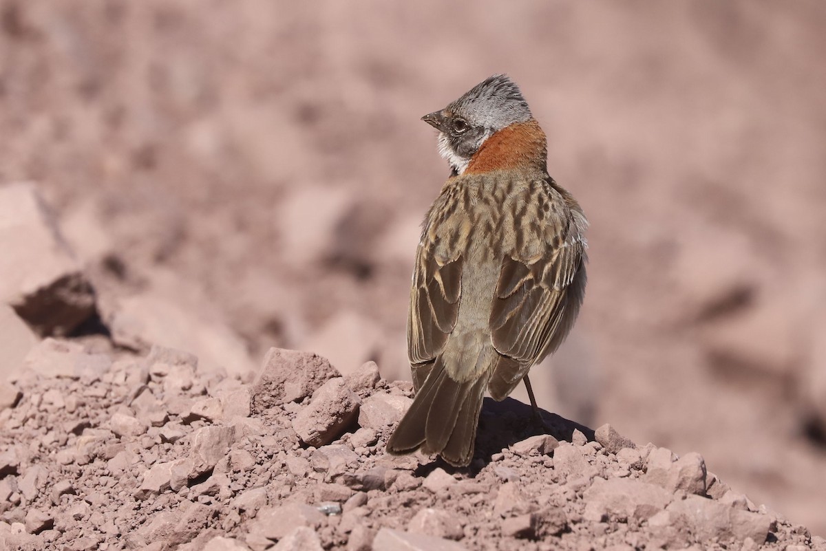 アカエリシトド - ML646659544