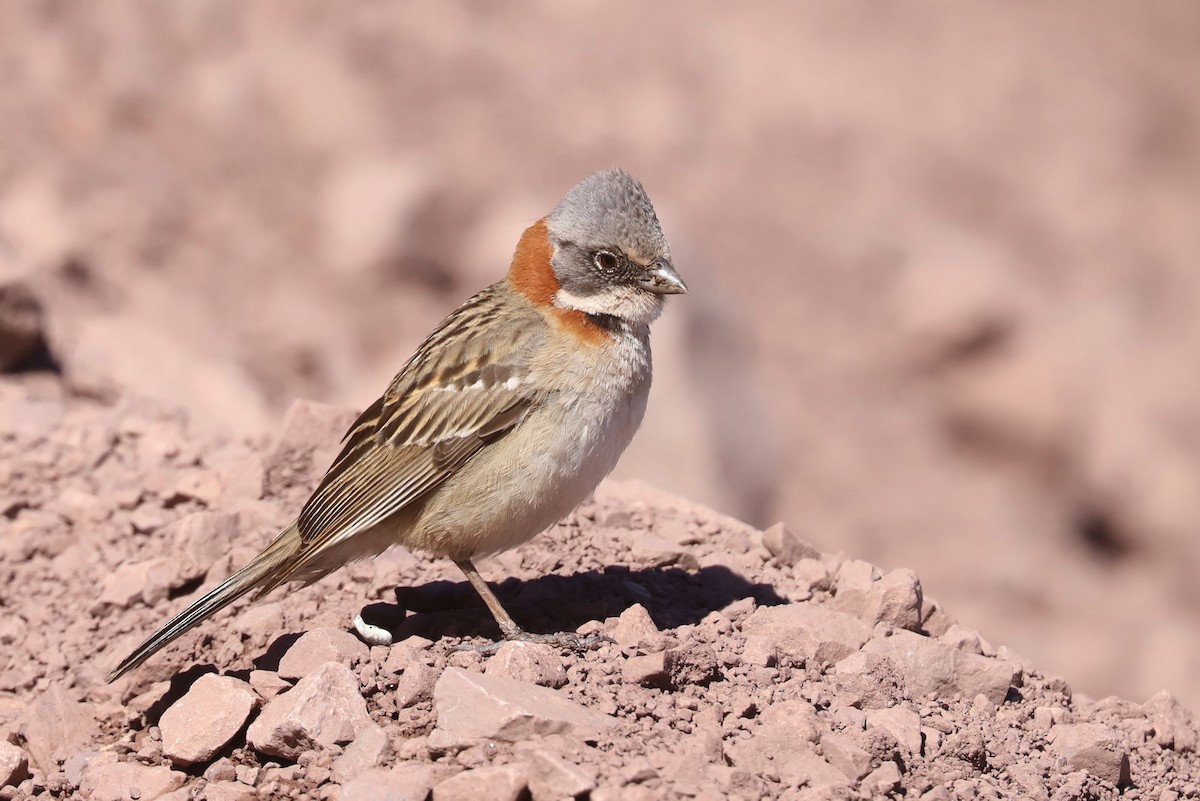 アカエリシトド - ML646659545