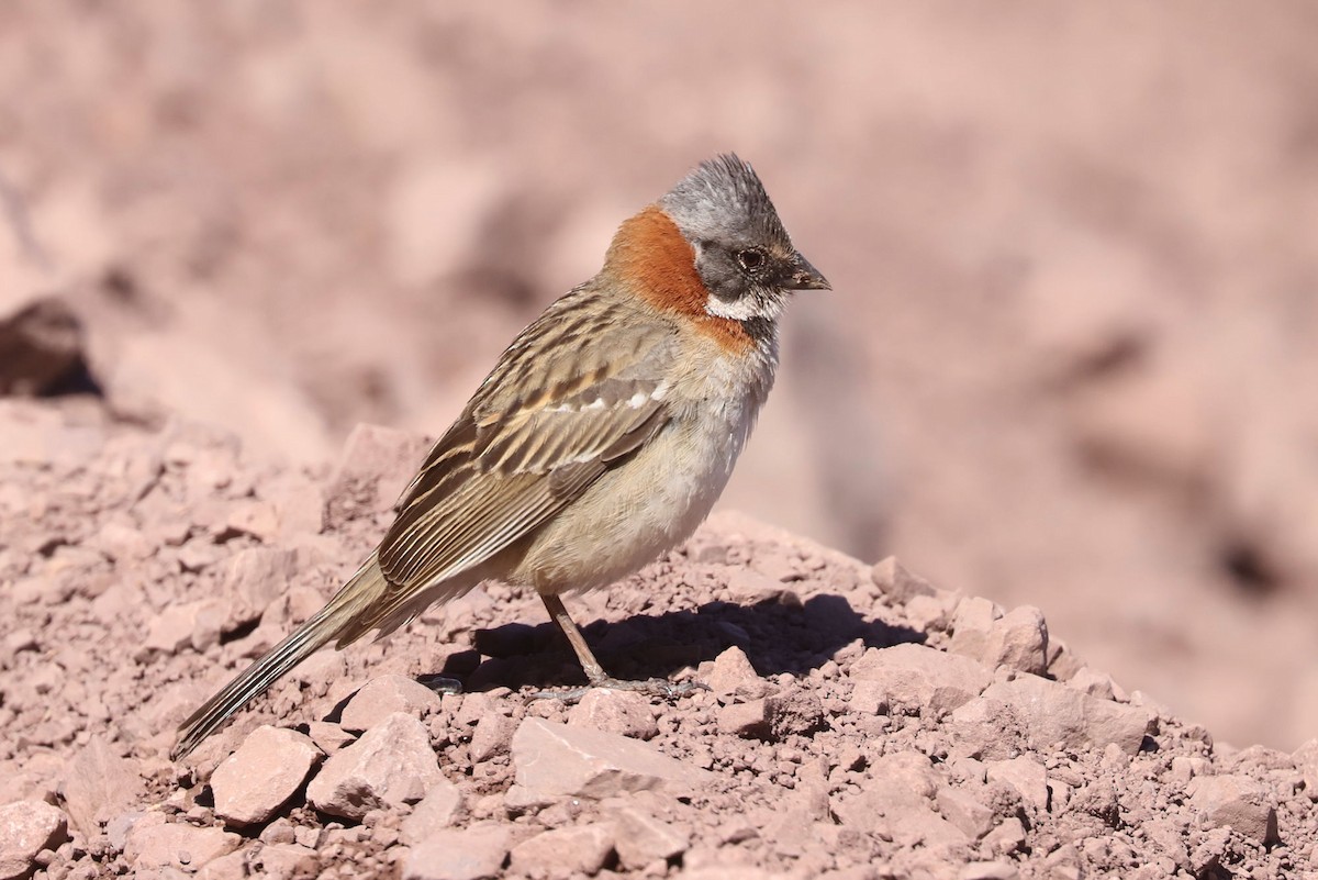 アカエリシトド - ML646659546