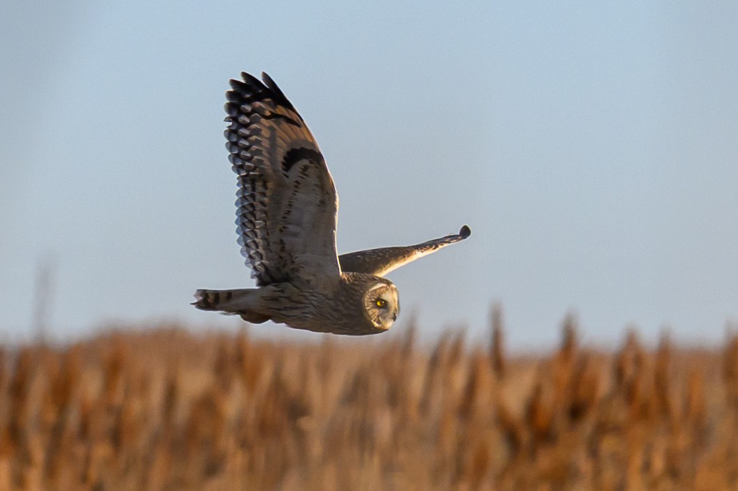 Short-eared Owl - ML646659547