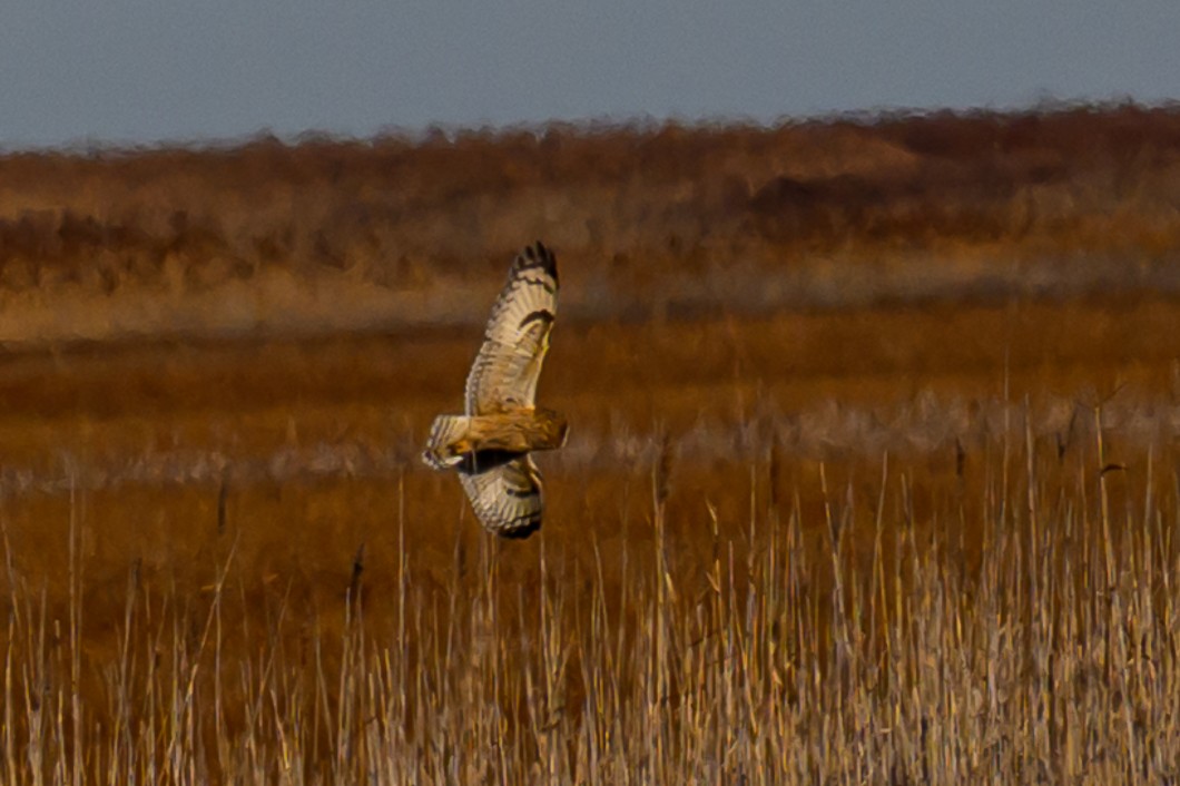 Short-eared Owl - ML646659548