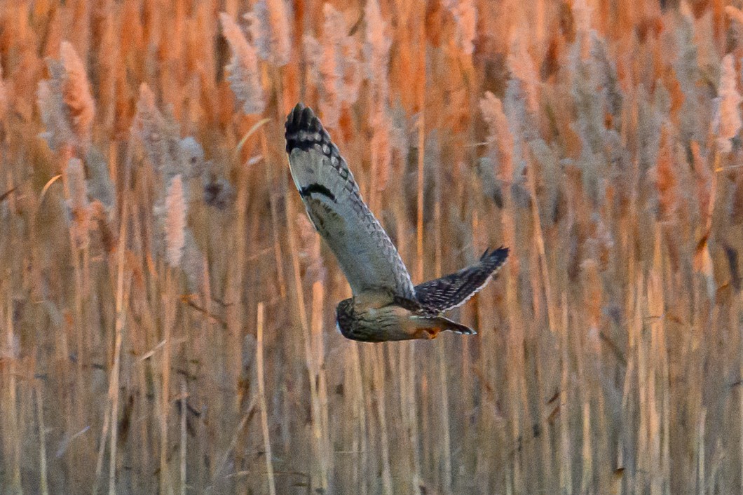 Short-eared Owl - ML646659549