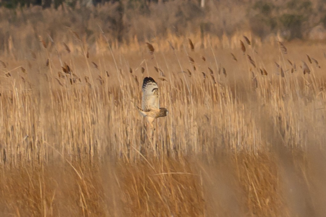 Short-eared Owl - ML646659551