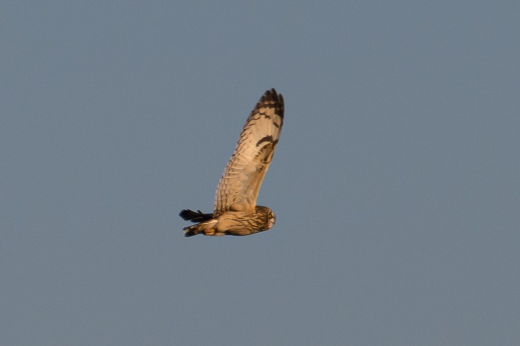 Short-eared Owl - ML646659553