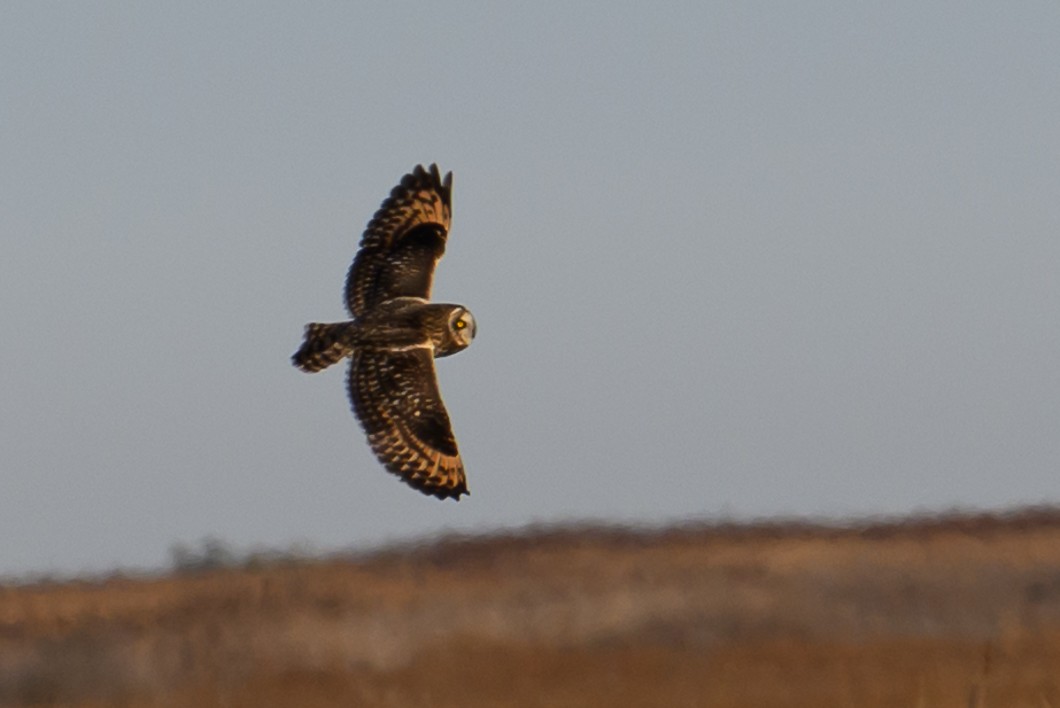 Short-eared Owl - ML646659554