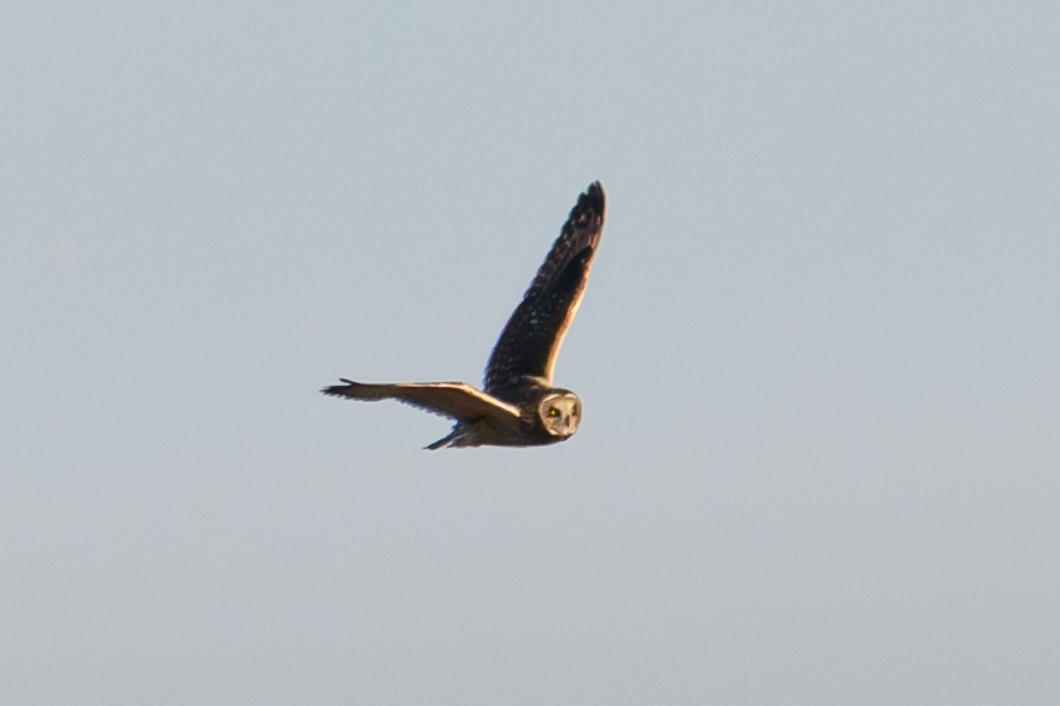 Short-eared Owl - ML646659555