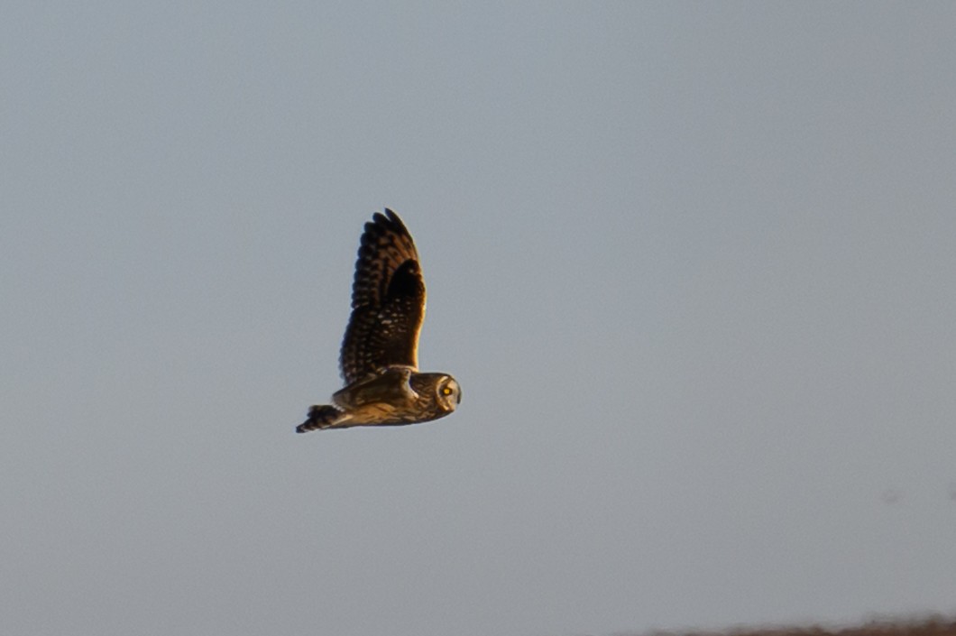 Short-eared Owl - ML646659556