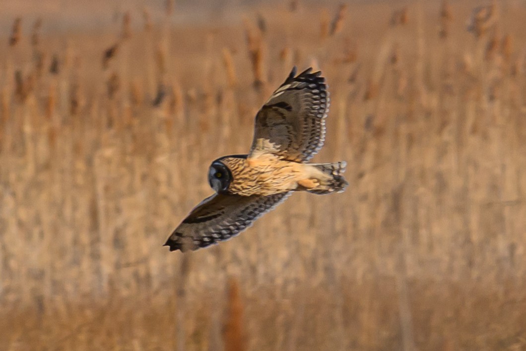 Short-eared Owl - ML646659558