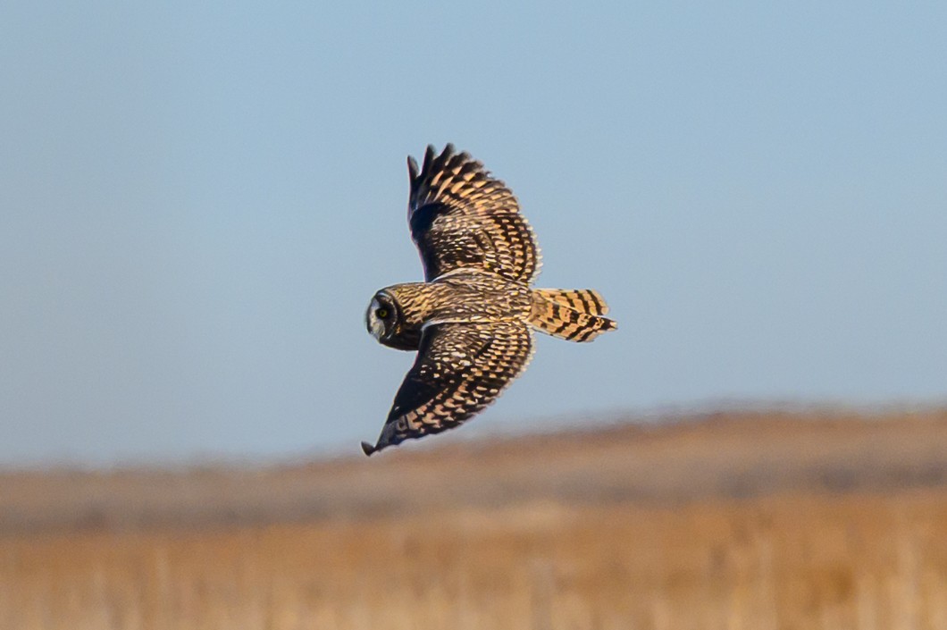 Short-eared Owl - ML646659559
