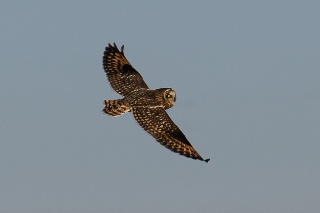 Short-eared Owl - ML646659560