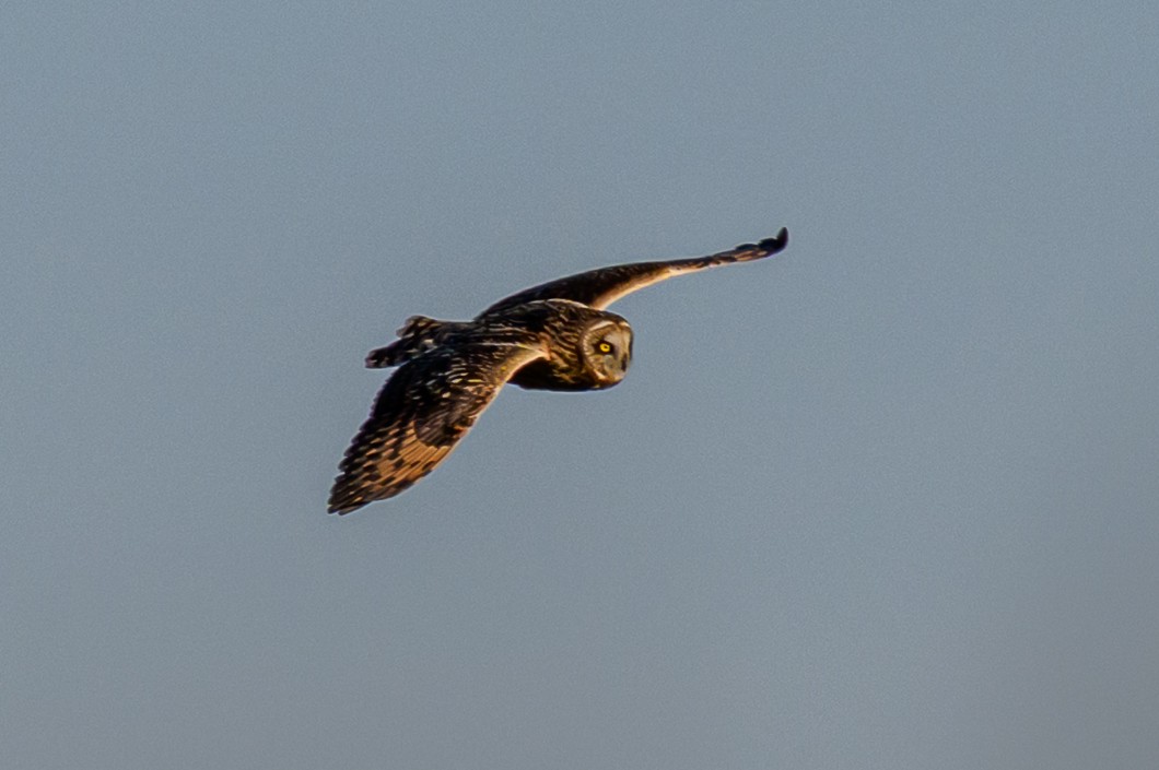 Short-eared Owl - ML646659561
