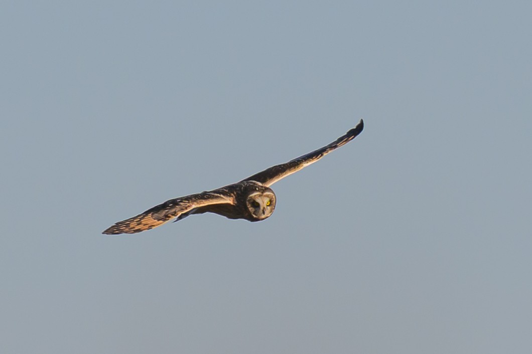 Short-eared Owl - ML646659562