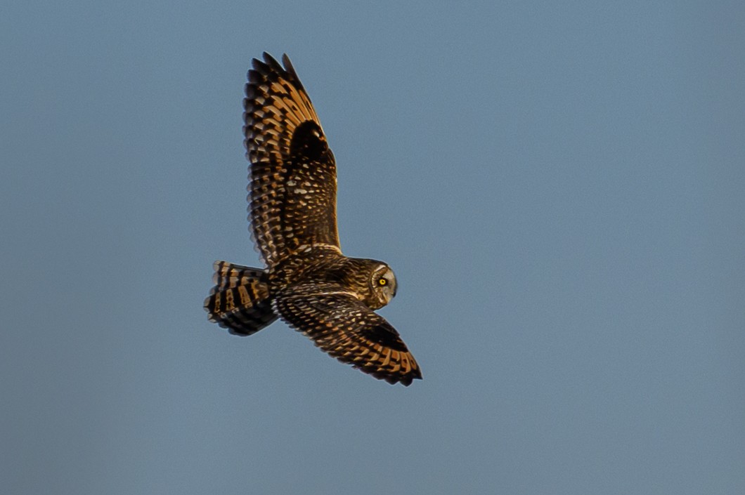 Short-eared Owl - ML646659563