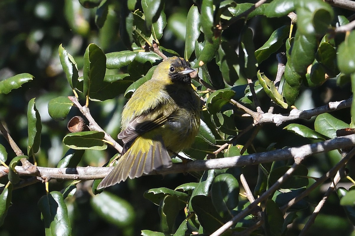 Рыжешапочная древесница - ML646659566