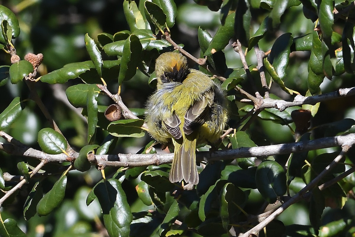 Рыжешапочная древесница - ML646659567