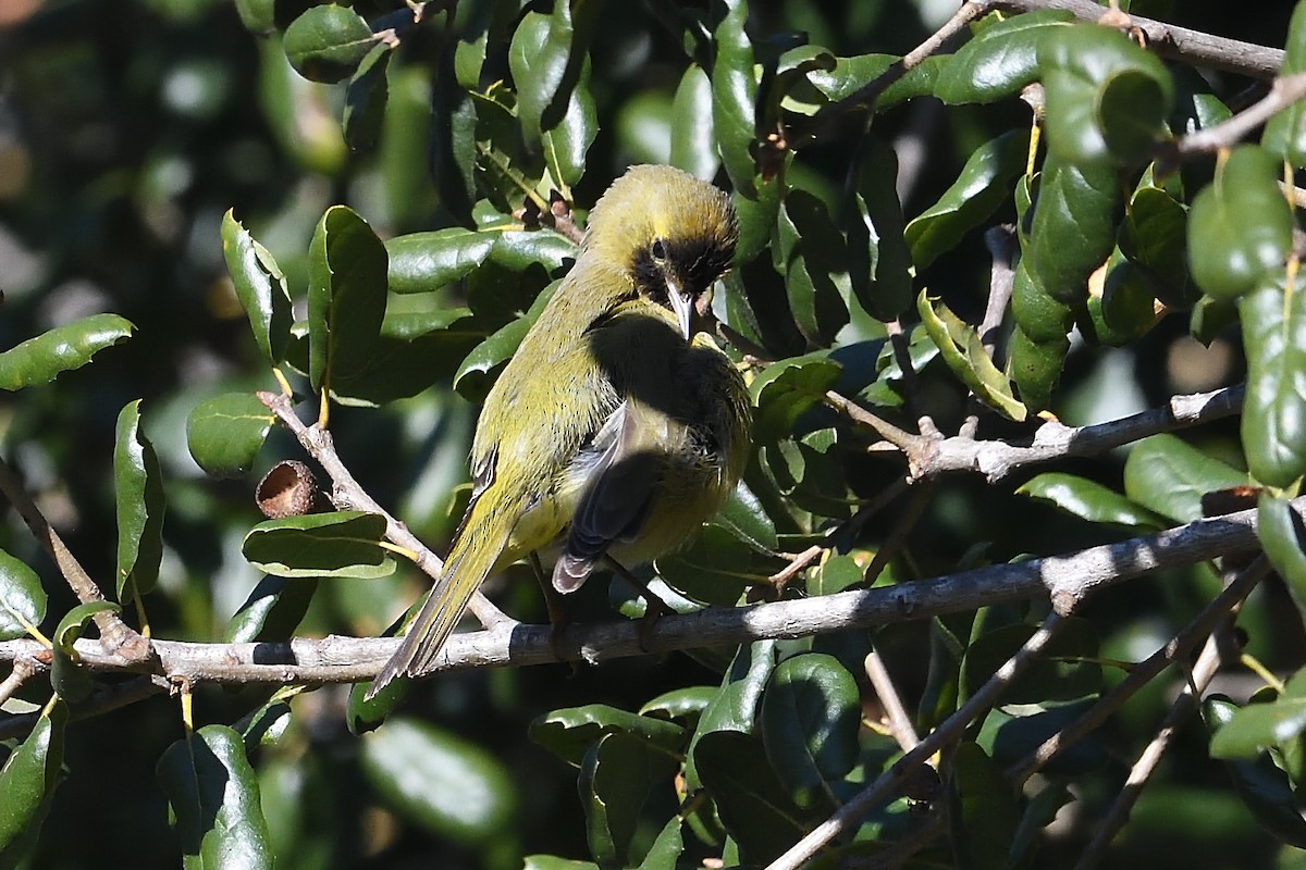 Рыжешапочная древесница - ML646659568