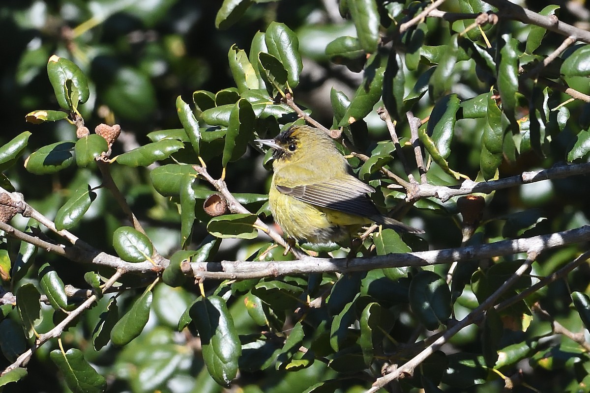 Рыжешапочная древесница - ML646659569