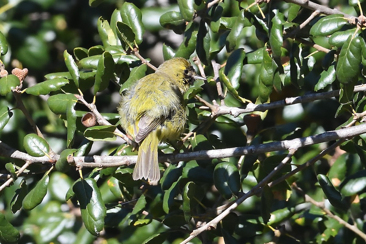 Рыжешапочная древесница - ML646659570