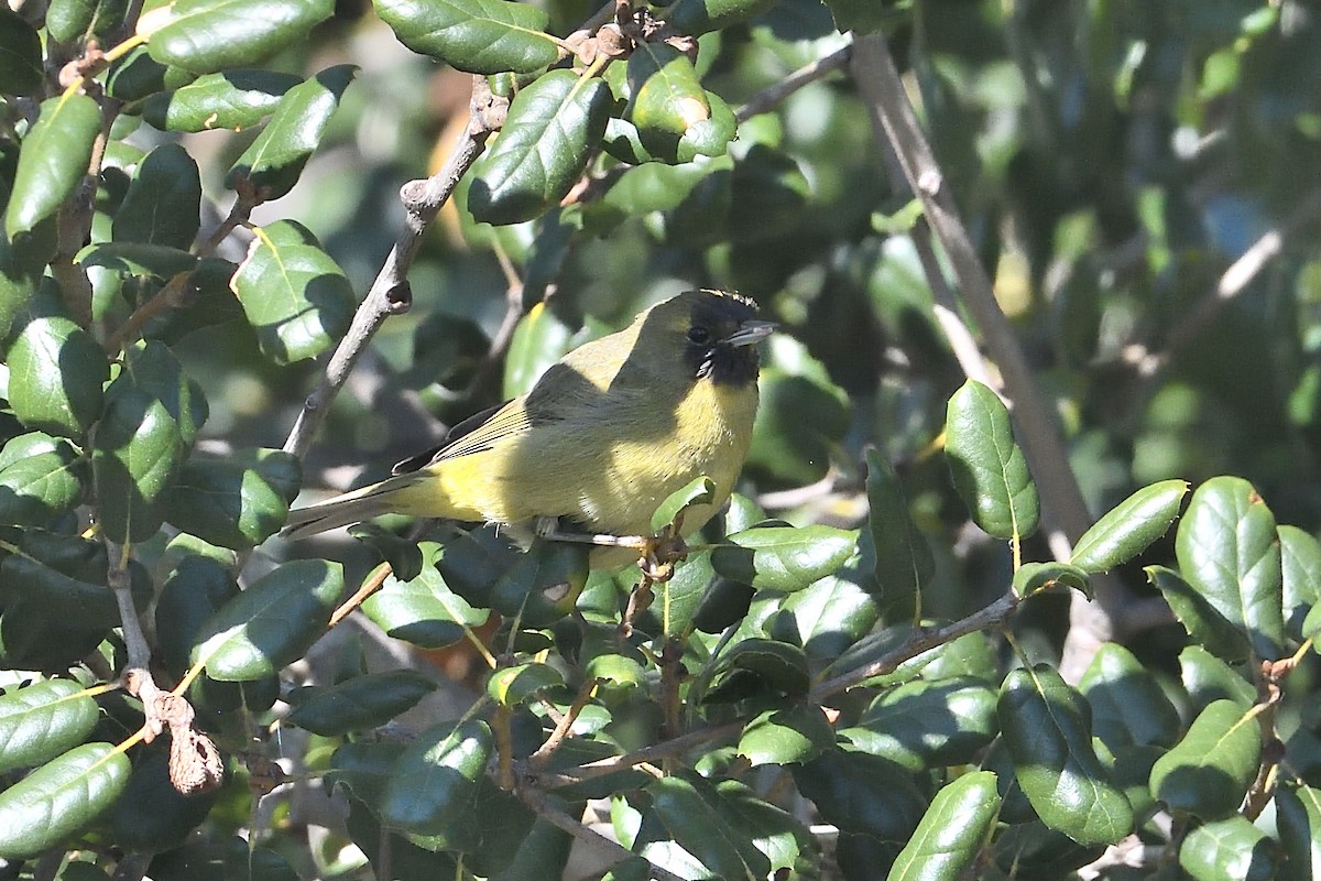 Рыжешапочная древесница - ML646659571