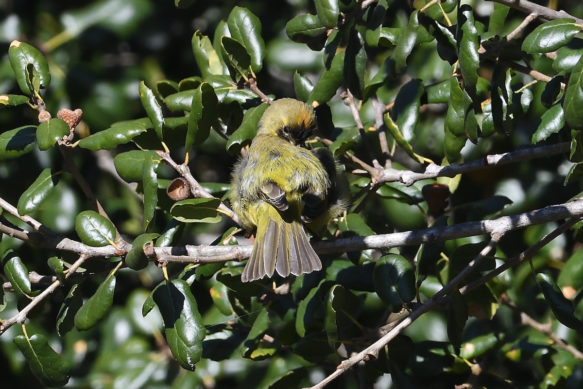 Рыжешапочная древесница - ML646659573